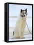 Sled dogs on sea ice near Uummannaq in northern West Greenland beyond the Arctic Circle-Martin Zwick-Framed Stretched Canvas