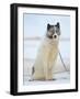 Sled dogs on sea ice near Uummannaq in northern West Greenland beyond the Arctic Circle-Martin Zwick-Framed Photographic Print