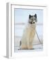 Sled dogs on sea ice near Uummannaq in northern West Greenland beyond the Arctic Circle-Martin Zwick-Framed Photographic Print