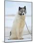 Sled dogs on sea ice near Uummannaq in northern West Greenland beyond the Arctic Circle-Martin Zwick-Mounted Photographic Print