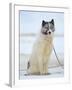 Sled dogs on sea ice near Uummannaq in northern West Greenland beyond the Arctic Circle-Martin Zwick-Framed Photographic Print