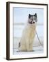 Sled dogs on sea ice near Uummannaq in northern West Greenland beyond the Arctic Circle-Martin Zwick-Framed Photographic Print