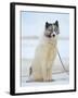 Sled dogs on sea ice near Uummannaq in northern West Greenland beyond the Arctic Circle-Martin Zwick-Framed Photographic Print