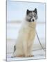 Sled dogs on sea ice near Uummannaq in northern West Greenland beyond the Arctic Circle-Martin Zwick-Mounted Photographic Print