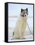 Sled dogs on sea ice near Uummannaq in northern West Greenland beyond the Arctic Circle-Martin Zwick-Framed Stretched Canvas