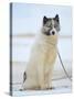 Sled dogs on sea ice near Uummannaq in northern West Greenland beyond the Arctic Circle-Martin Zwick-Stretched Canvas