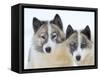 Sled dogs on sea ice near Uummannaq in northern West Greenland beyond the Arctic Circle-Martin Zwick-Framed Stretched Canvas