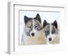 Sled dogs on sea ice near Uummannaq in northern West Greenland beyond the Arctic Circle-Martin Zwick-Framed Photographic Print