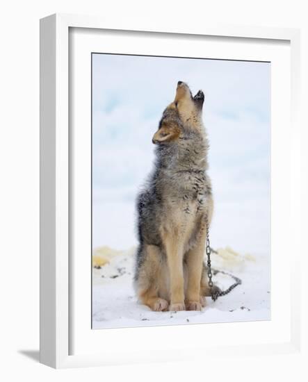 Sled dogs on sea ice near Uummannaq in northern West Greenland beyond the Arctic Circle-Martin Zwick-Framed Photographic Print