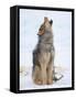 Sled dogs on sea ice near Uummannaq in northern West Greenland beyond the Arctic Circle-Martin Zwick-Framed Stretched Canvas