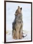 Sled dogs on sea ice near Uummannaq in northern West Greenland beyond the Arctic Circle-Martin Zwick-Framed Photographic Print