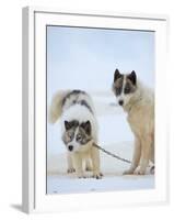 Sled dogs on sea ice near Uummannaq in northern West Greenland beyond the Arctic Circle-Martin Zwick-Framed Photographic Print