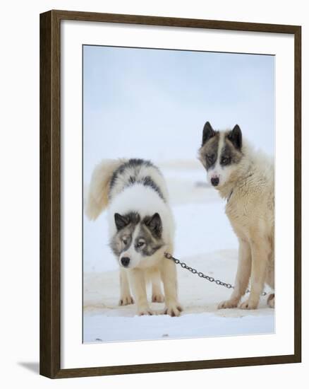 Sled dogs on sea ice near Uummannaq in northern West Greenland beyond the Arctic Circle-Martin Zwick-Framed Photographic Print