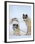 Sled dogs on sea ice near Uummannaq in northern West Greenland beyond the Arctic Circle-Martin Zwick-Framed Photographic Print