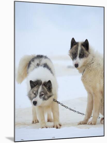 Sled dogs on sea ice near Uummannaq in northern West Greenland beyond the Arctic Circle-Martin Zwick-Mounted Photographic Print