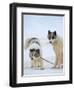 Sled dogs on sea ice near Uummannaq in northern West Greenland beyond the Arctic Circle-Martin Zwick-Framed Photographic Print