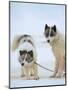 Sled dogs on sea ice near Uummannaq in northern West Greenland beyond the Arctic Circle-Martin Zwick-Mounted Photographic Print