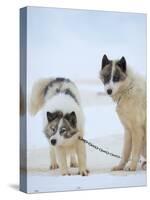 Sled dogs on sea ice near Uummannaq in northern West Greenland beyond the Arctic Circle-Martin Zwick-Stretched Canvas