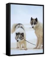 Sled dogs on sea ice near Uummannaq in northern West Greenland beyond the Arctic Circle-Martin Zwick-Framed Stretched Canvas