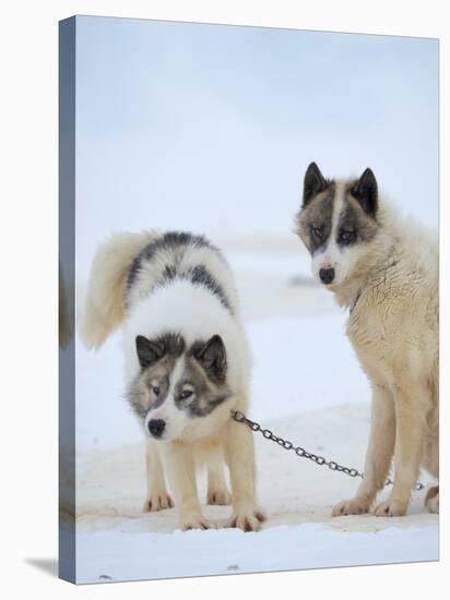 Sled dogs on sea ice near Uummannaq in northern West Greenland beyond the Arctic Circle-Martin Zwick-Stretched Canvas