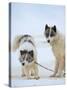 Sled dogs on sea ice near Uummannaq in northern West Greenland beyond the Arctic Circle-Martin Zwick-Stretched Canvas