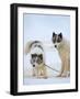 Sled dogs on sea ice near Uummannaq in northern West Greenland beyond the Arctic Circle-Martin Zwick-Framed Photographic Print