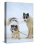 Sled dogs on sea ice near Uummannaq in northern West Greenland beyond the Arctic Circle-Martin Zwick-Stretched Canvas