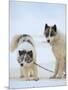 Sled dogs on sea ice near Uummannaq in northern West Greenland beyond the Arctic Circle-Martin Zwick-Mounted Photographic Print