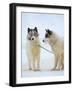 Sled dogs on sea ice near Uummannaq in northern West Greenland beyond the Arctic Circle-Martin Zwick-Framed Photographic Print