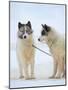 Sled dogs on sea ice near Uummannaq in northern West Greenland beyond the Arctic Circle-Martin Zwick-Mounted Photographic Print