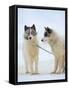 Sled dogs on sea ice near Uummannaq in northern West Greenland beyond the Arctic Circle-Martin Zwick-Framed Stretched Canvas