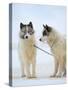 Sled dogs on sea ice near Uummannaq in northern West Greenland beyond the Arctic Circle-Martin Zwick-Stretched Canvas