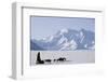 Sled Dogs, Park Ranger, Mount McKinley, Denali National Park, Alaska, USA-Gerry Reynolds-Framed Photographic Print