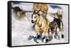 Sled Dogs Racing Through Snow-Paul Souders-Framed Stretched Canvas