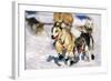 Sled Dogs Racing Through Snow-Paul Souders-Framed Photographic Print