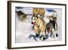 Sled Dogs Racing Through Snow-Paul Souders-Framed Photographic Print