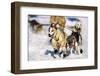 Sled Dogs Racing Through Snow-Paul Souders-Framed Photographic Print