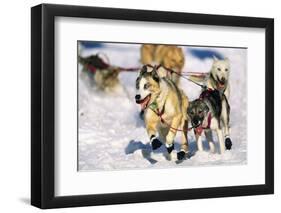 Sled Dogs Racing Through Snow-Paul Souders-Framed Photographic Print