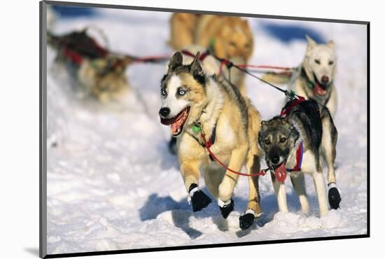 Sled Dogs Racing Through Snow-Paul Souders-Mounted Photographic Print