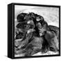 Sled Dogs Sleeping-null-Framed Stretched Canvas