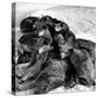 Sled Dogs Sleeping-null-Stretched Canvas
