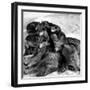 Sled Dogs Sleeping-null-Framed Photographic Print