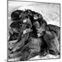 Sled Dogs Sleeping-null-Mounted Photographic Print