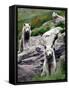 Sled Dogs Watch Over Kulusuk, Greenland-null-Framed Stretched Canvas