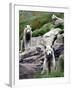 Sled Dogs Watch Over Kulusuk, Greenland-null-Framed Photographic Print