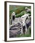 Sled Dogs Watch Over Kulusuk, Greenland-null-Framed Photographic Print