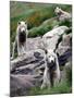 Sled Dogs Watch Over Kulusuk, Greenland-null-Mounted Photographic Print