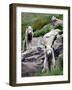 Sled Dogs Watch Over Kulusuk, Greenland-null-Framed Photographic Print