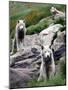 Sled Dogs Watch Over Kulusuk, Greenland-null-Mounted Photographic Print