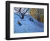 Sledging Allestree Golf Course (3rd Hole) 2014-Andrew Macara-Framed Giclee Print